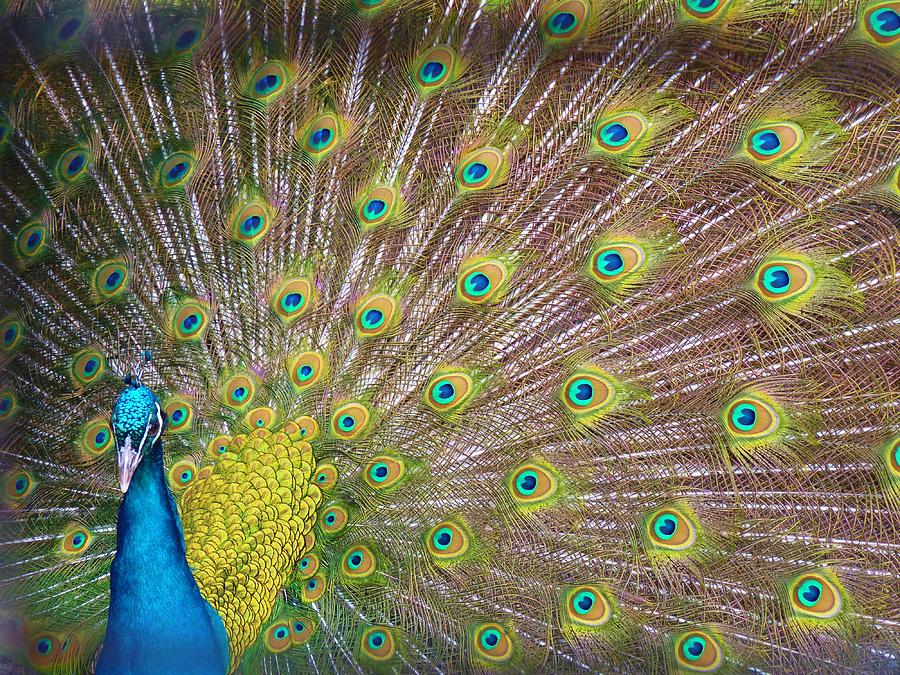 Peacock Photograph - Proud as a Peacock by Jeanette Oberholtzer
