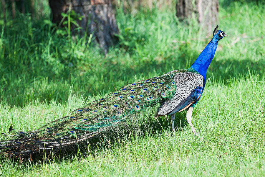 Proud as a Peacock Photograph by Judy Wright Lott