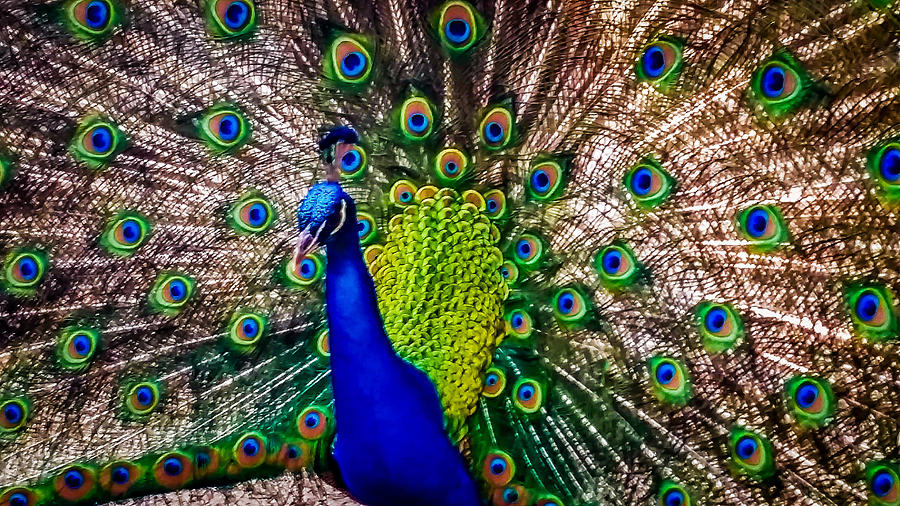 Proud as a Peacock – WMODA
