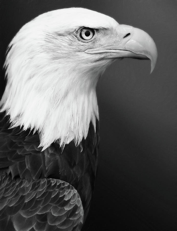 Proud Bald Eagle Black and White Photograph by Georgiana Romanovna