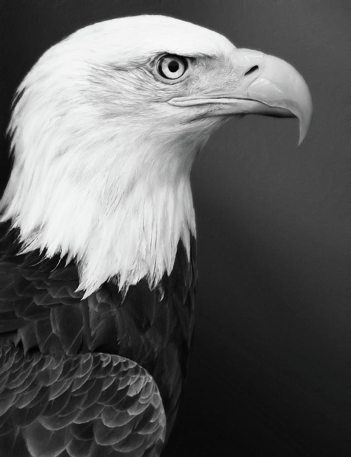 Feather Photograph - Proud Bald Eagle Black and White by Georgiana Romanovna