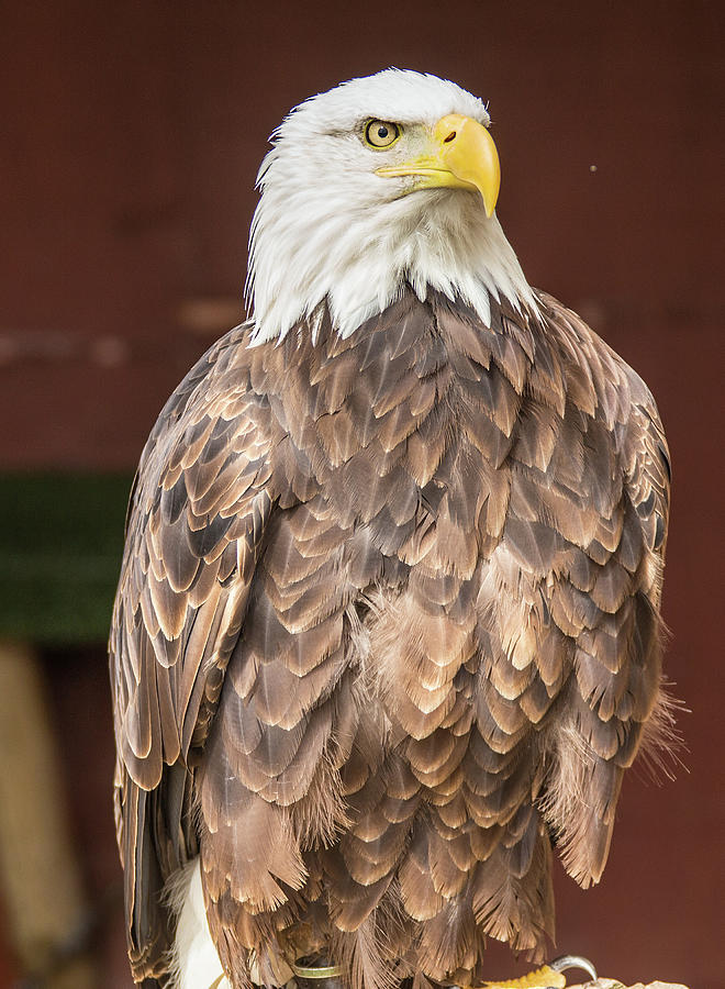 Proud bald eagle Photograph by Ed James