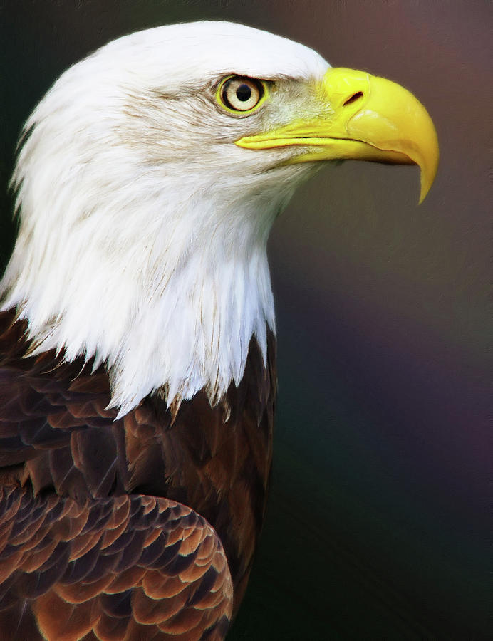 Feather Photograph - Proud Bald Eagle by Georgiana Romanovna