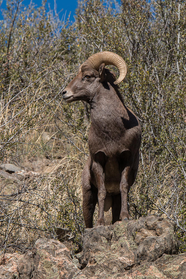 Bighorn Sheep Ram Black and White Women's T-Shirt by Tony Hake