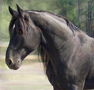 Horse Painting - Proud Black Stallion- Oil Portrait by Connie Moses