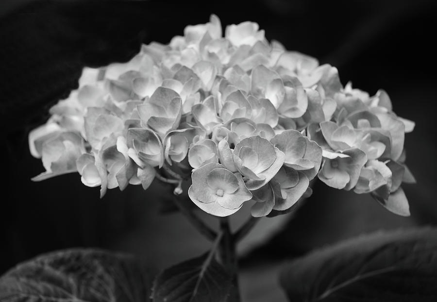 Proud Blue Hydrangea Black And White Photograph by Sandi OReilly