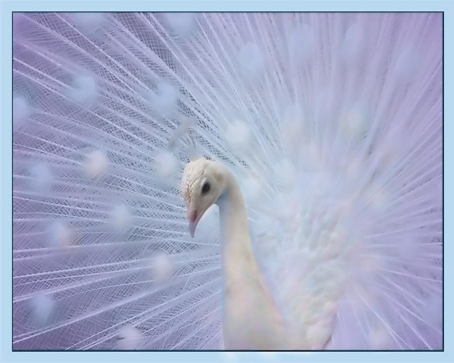 Proud Blush Peacock Photograph by Jacquie King - Fine Art America