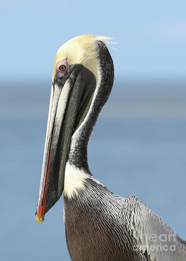 Proud Brown Pelican Photograph by Carol Groenen