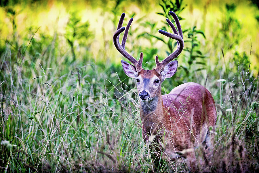 Proud Buck Photograph by Todd Ryburn