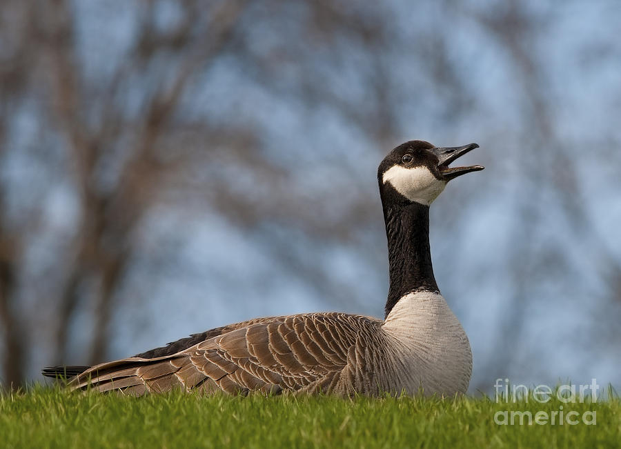 Goose Photograph - Proud Canadian.. by Nina Stavlund
