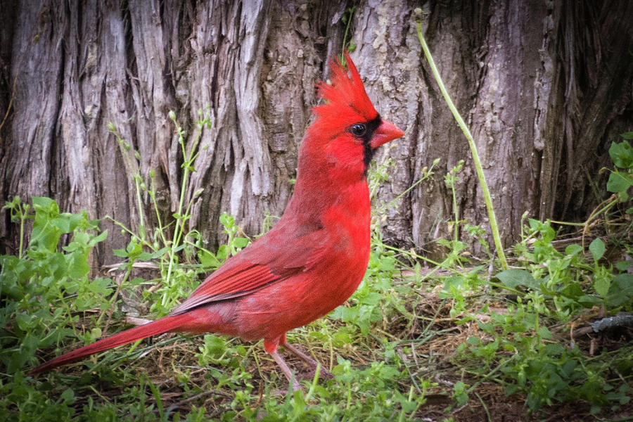 Proud Cardinal Photograph by John Benedict