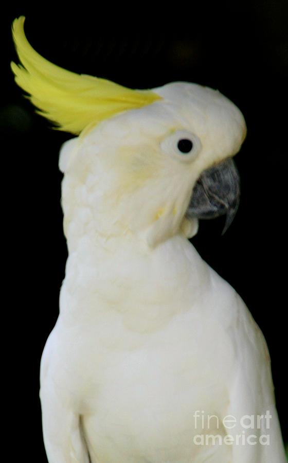 Proud Cockatoo Photograph by Sheryl Unwin