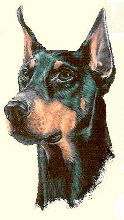 Proud Doberman In Colored Pencil Drawing by Barbara Keith