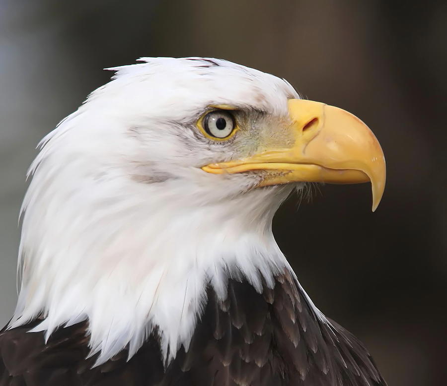 Eagle Photograph - Proud Eagle by Angie Vogel