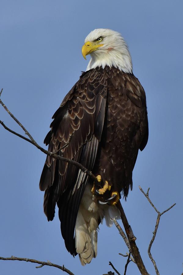 Proud Eagle Photograph by Dwight Eddington - Fine Art America