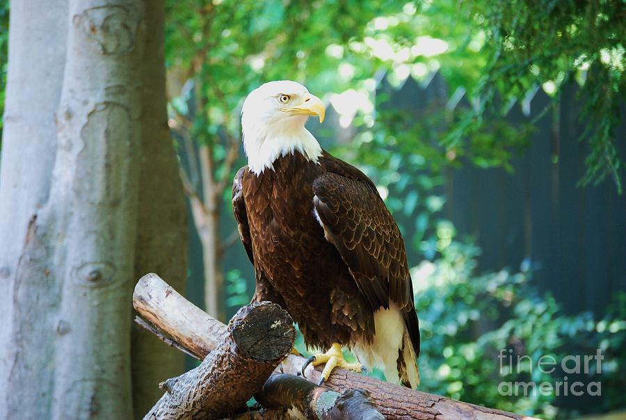 Proud Eagle Photograph by Eric Liller