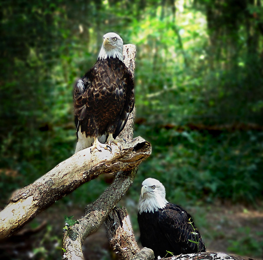 Proud Eagle Photograph by Lisa Lambert-Shank