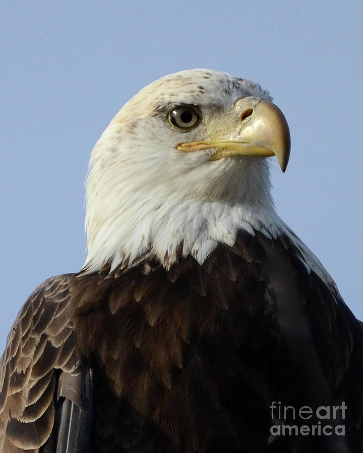 Eagle Pride Photograph by Robert Buderman