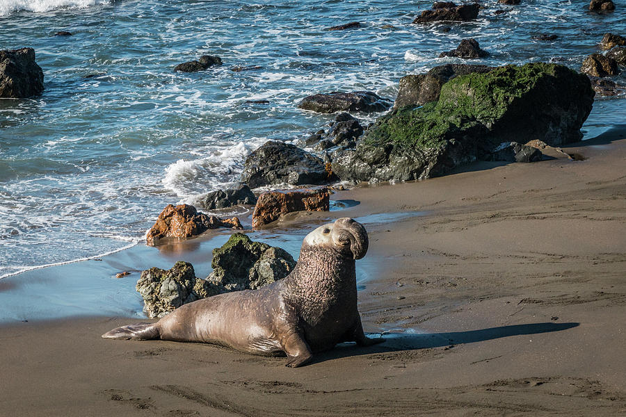 Proud Elephant Seal on Beach Photograph by Patti Deters