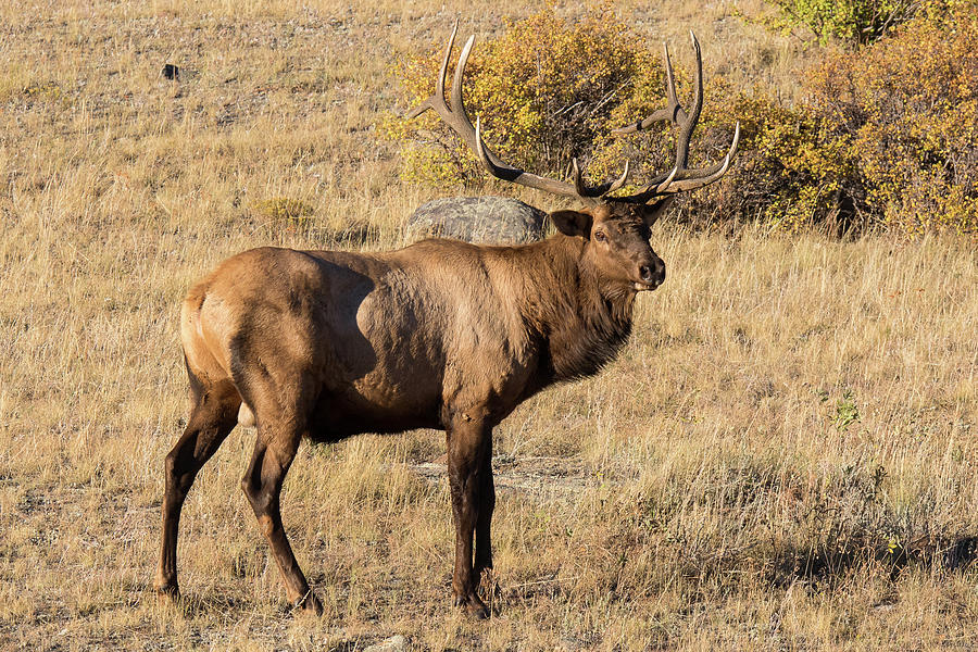 Proud Elk Bull Photograph By Tony Hake - Fine Art America