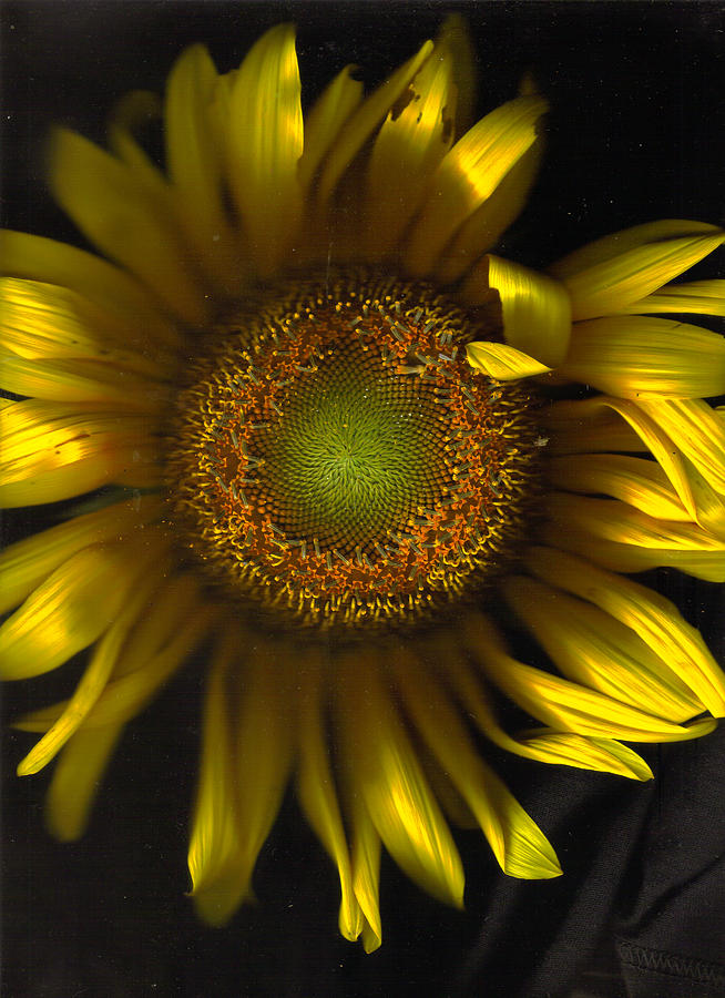 Sunflower Photograph - Proud Fun Sunflower by Kevin Caudill