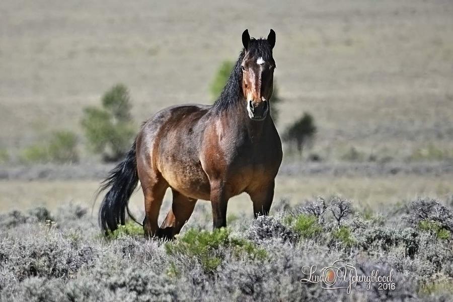 Proud Horse Photograph by Lin Myriadelle Youngblood - Fine Art America