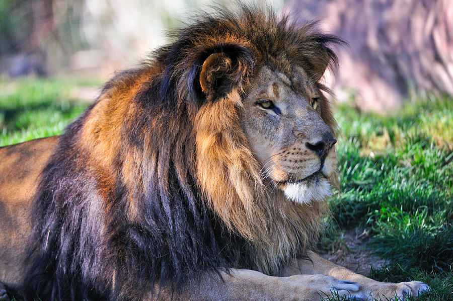 Proud Lion Photograph by Tom Dowd | Fine Art America