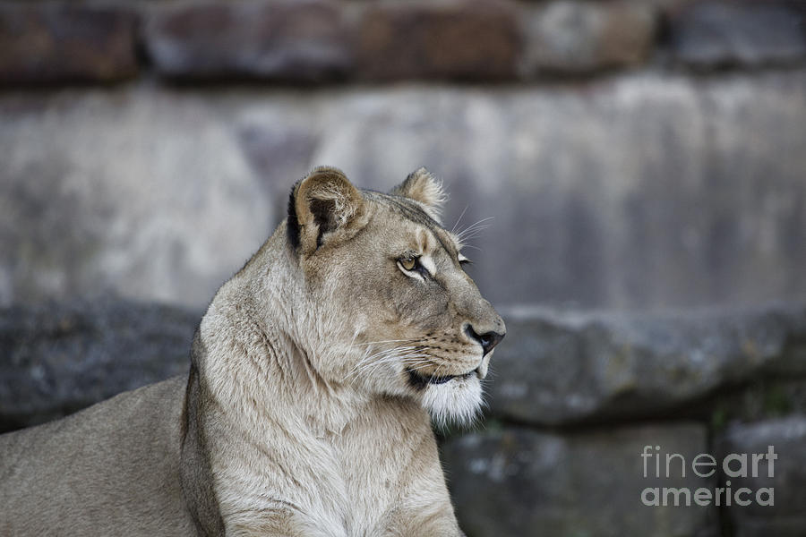 Proud lioness  Photograph by Douglas Barnard