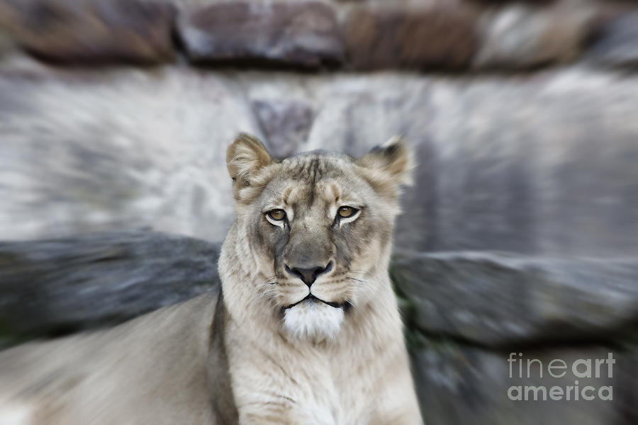 Proud Lioness V2 Photograph by Douglas Barnard