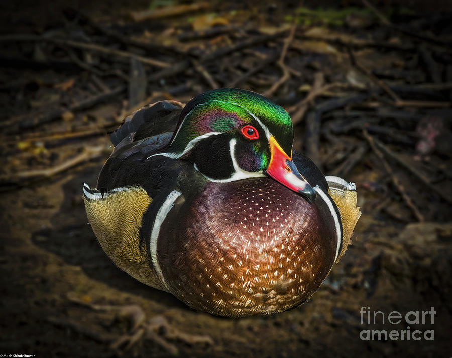 Proud Little Wood Duck Photograph by Mitch Shindelbower