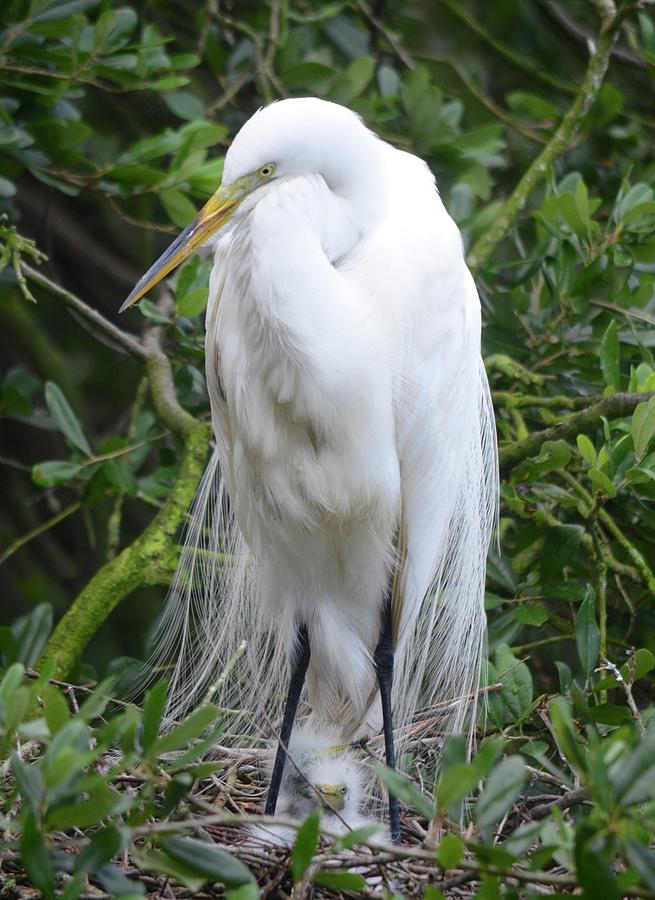 Proud Mama Egret Photograph by Richard Bryce and Family