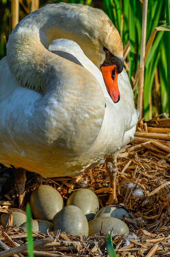 Egg Photograph - Proud Mom Swan by Brian Stevens