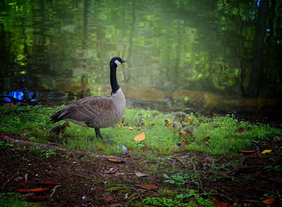 Proud Mother Goose Photograph by Maria Urso