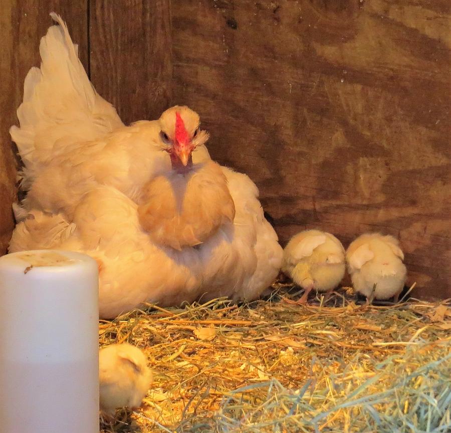 Proud Mother Hen Photograph by Jeanette Oberholtzer