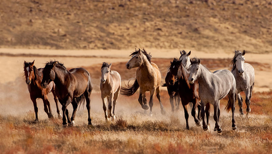 Proud Mustangs Photograph By Kent Keller - Fine Art America