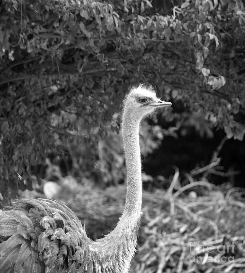 Proud Ostrich Photograph by Michelle Meenawong