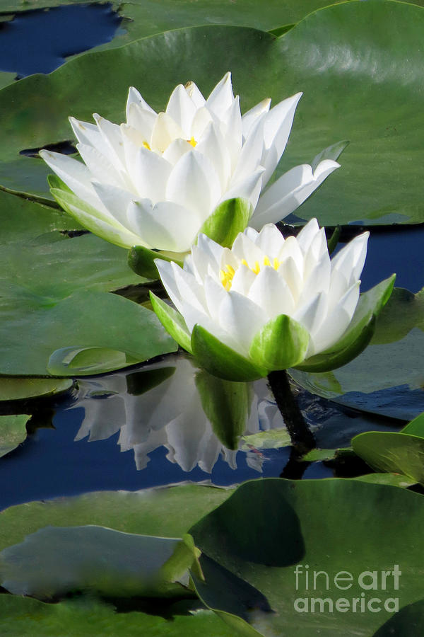 Lily Photograph - Proud pair by Frank Townsley
