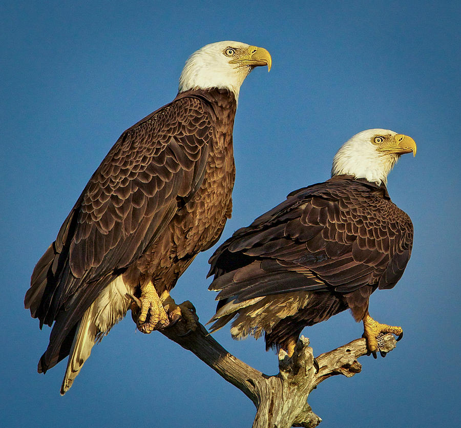 Proud Pair of Eagles in Florida USA Photograph by Steven Upton