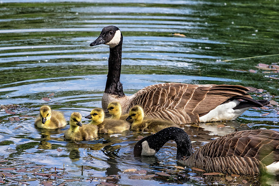 Proud Parents and Their Five Goslings Photograph by Belinda Greb