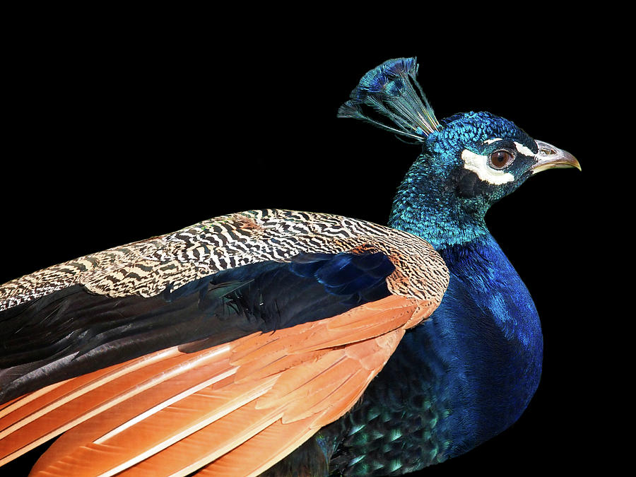 Proud Peacock Photograph by Gill Billington