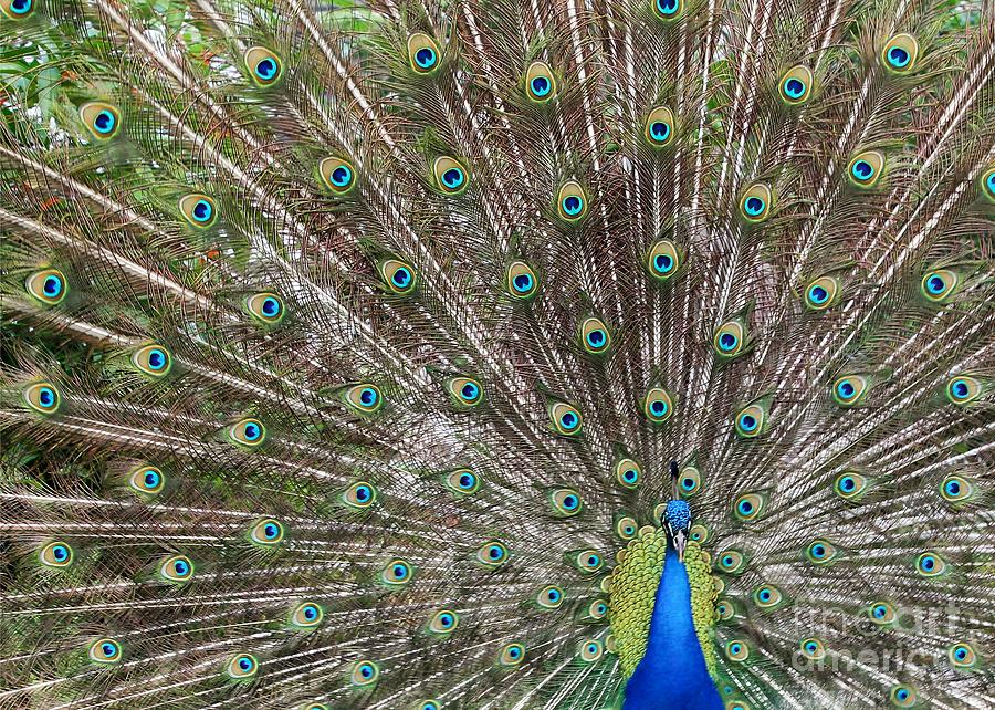 Peacock Photograph - Proud Peacock by Sabrina L Ryan