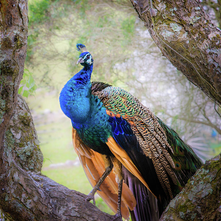 Proud Peacock Photograph by Shuwen Wu