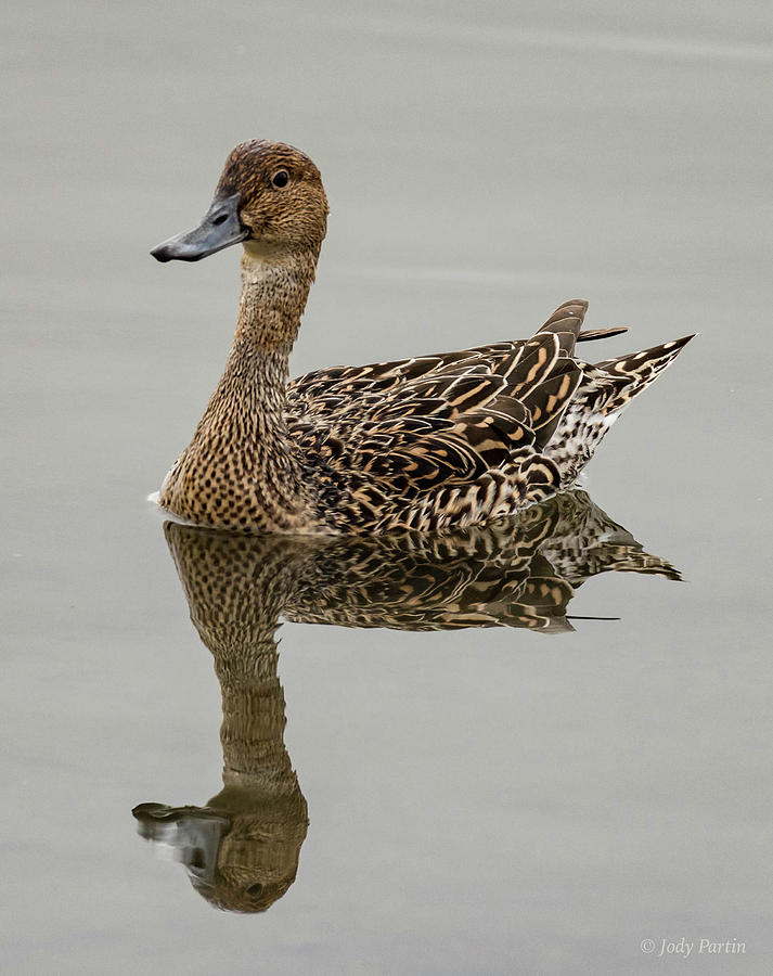 Proud Pintail Photograph by Jody Partin