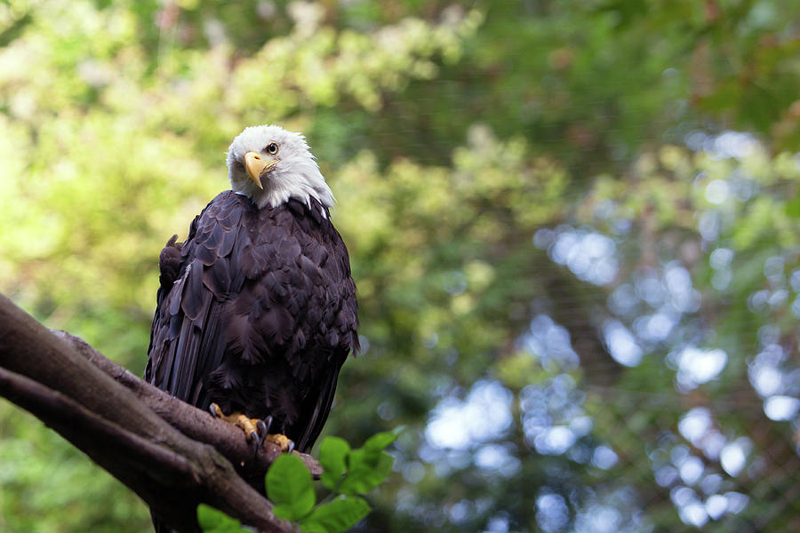 Eagle Photograph - Proud by Rebecca Cozart