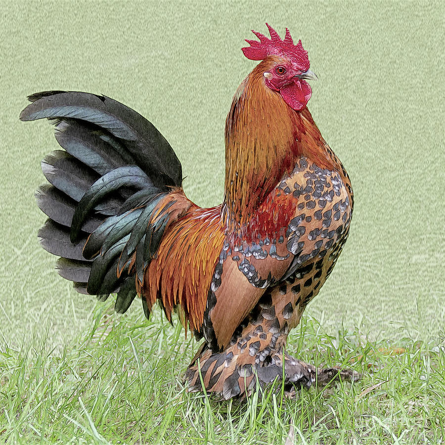 Proud Rooster  Photograph by Heiko Koehrer-Wagner