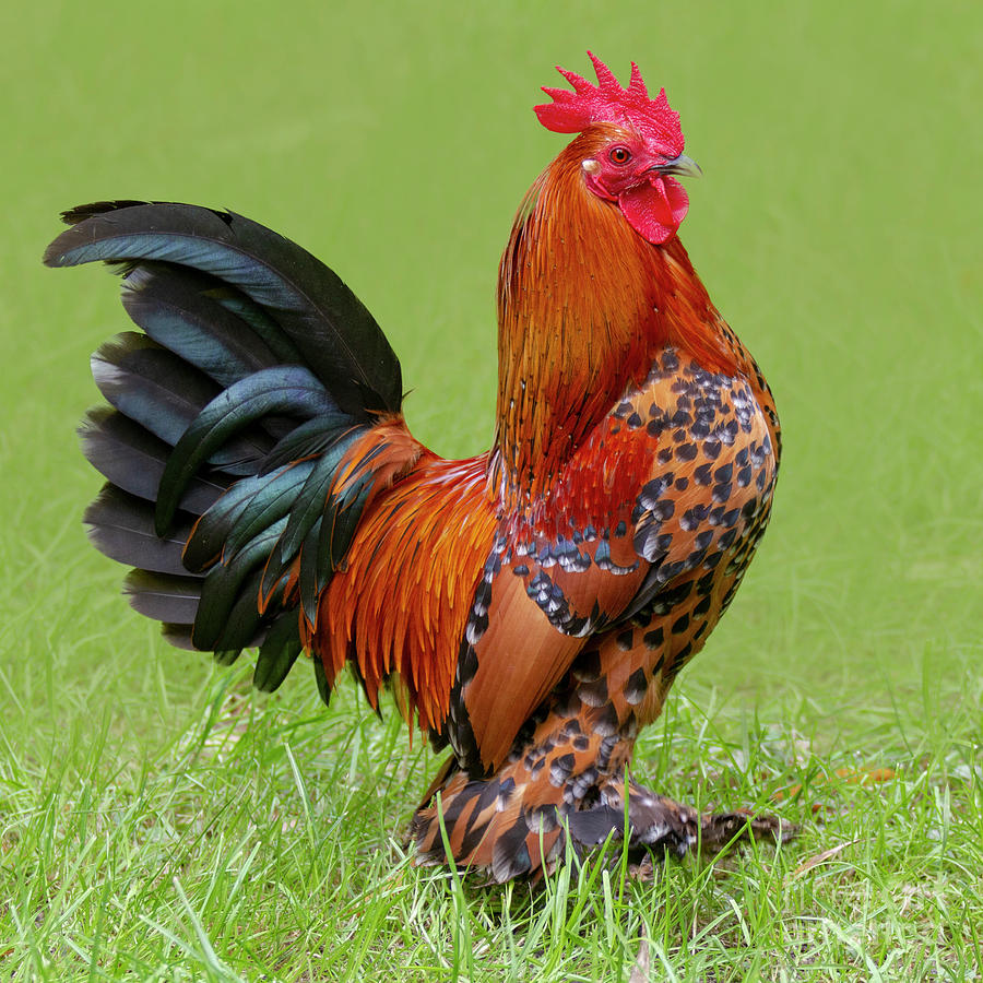 Proud Rooster Original Photograph by Heiko Koehrer-Wagner