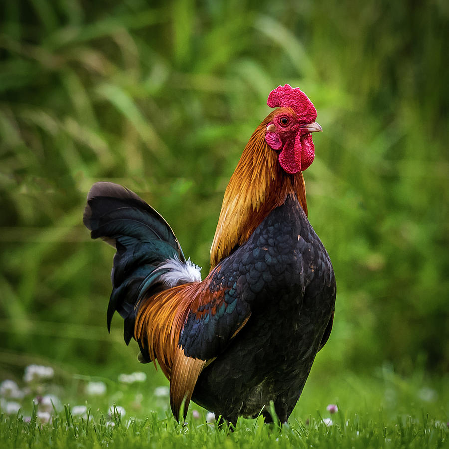 Proud Rooster Photograph by Paul Freidlund