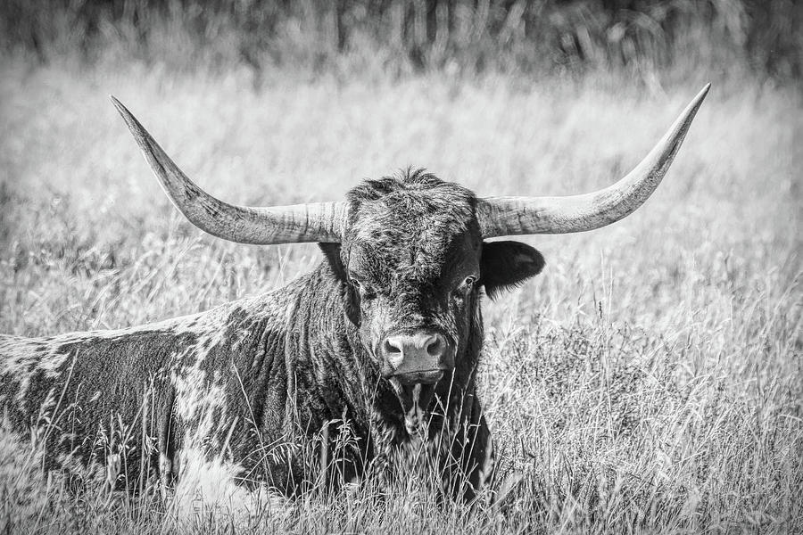 Proud Texas Longhorn Bull Black and White Photograph by Jennie Marie Schell