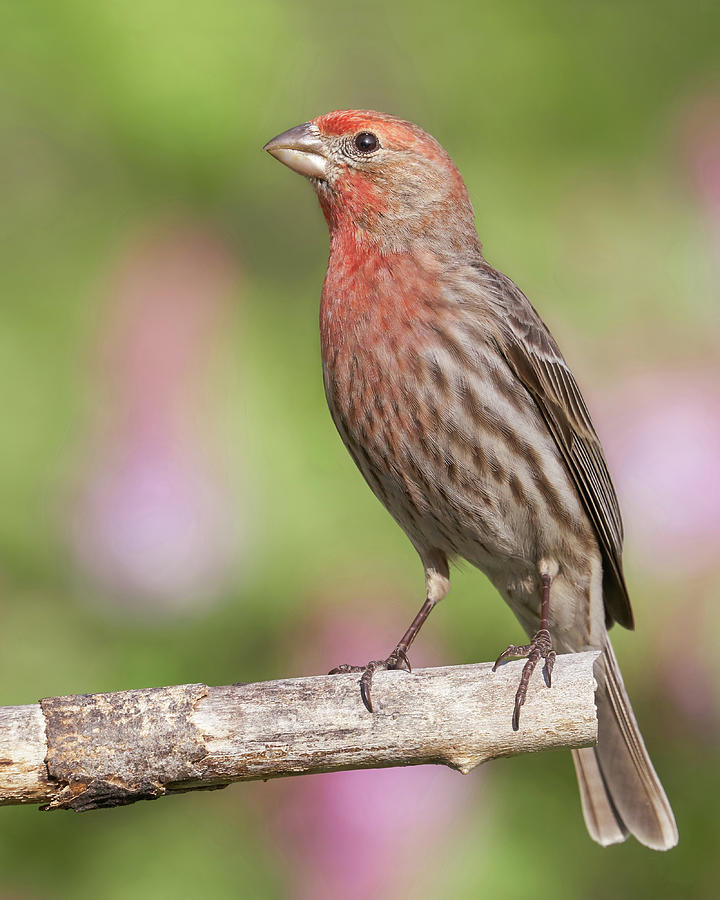 Proud to be a House Finch Photograph by Jim Hughes