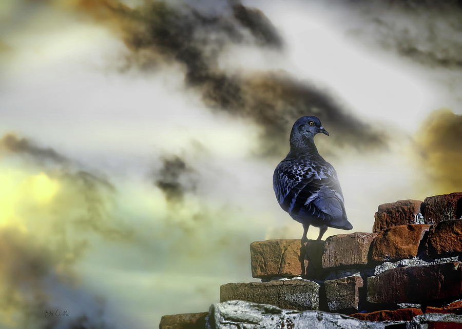 Pigeon Photograph - Proud To Be A Pigeon by Bob Orsillo